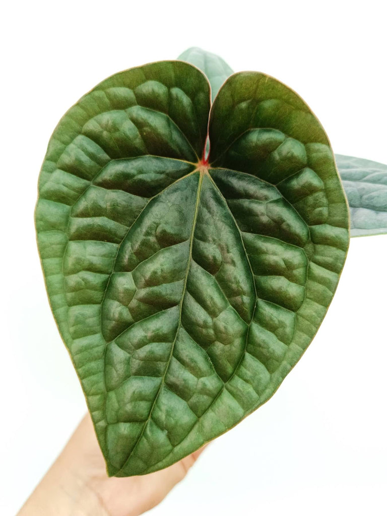 Anthurium luxurians