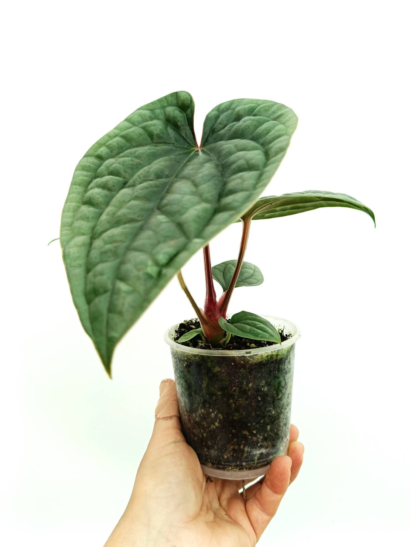 Anthurium luxurians 大株 Anthurium luxurians | Welovetropicalplants