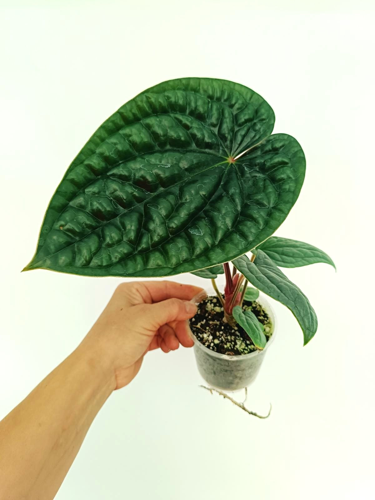 その他観葉植物 Anthurium luxurians Anthurium Luxurians | Welovetropicalplants