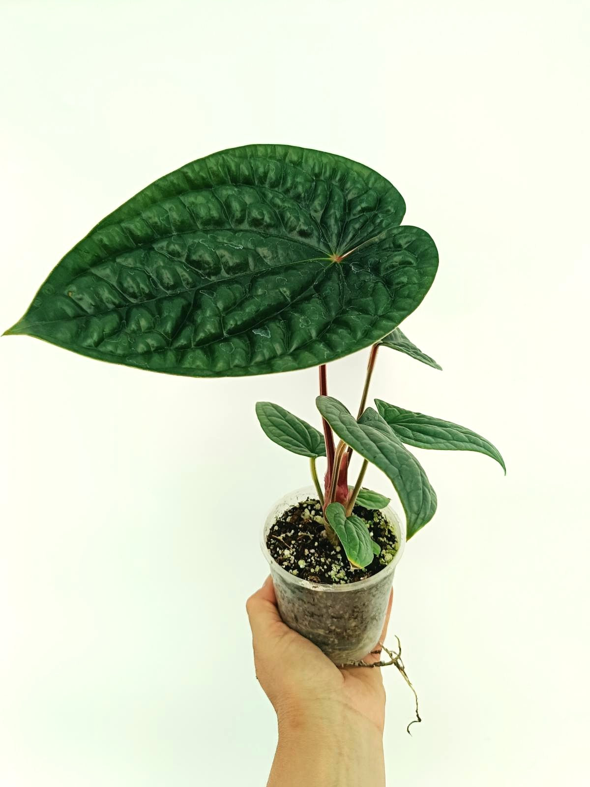 Anthurium Luxurians