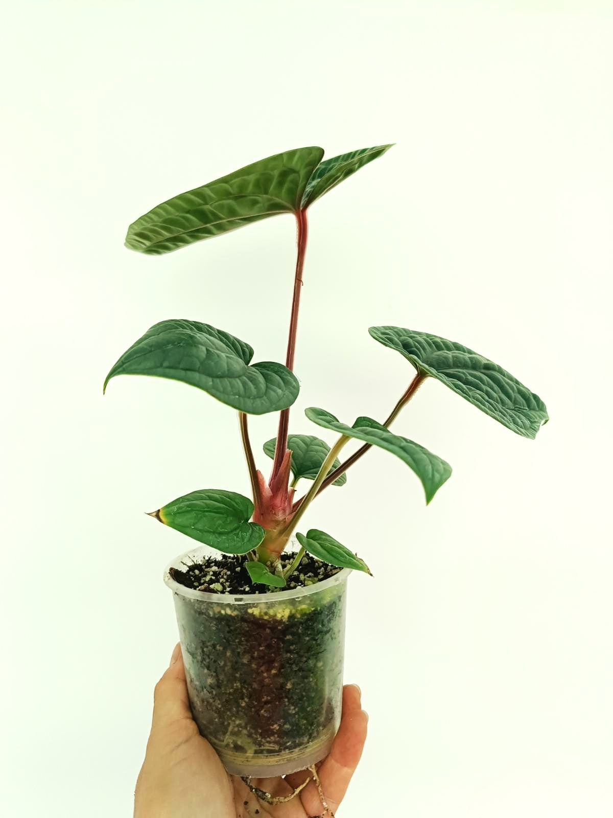 Anthurium Luxurians | Welovetropicalplants