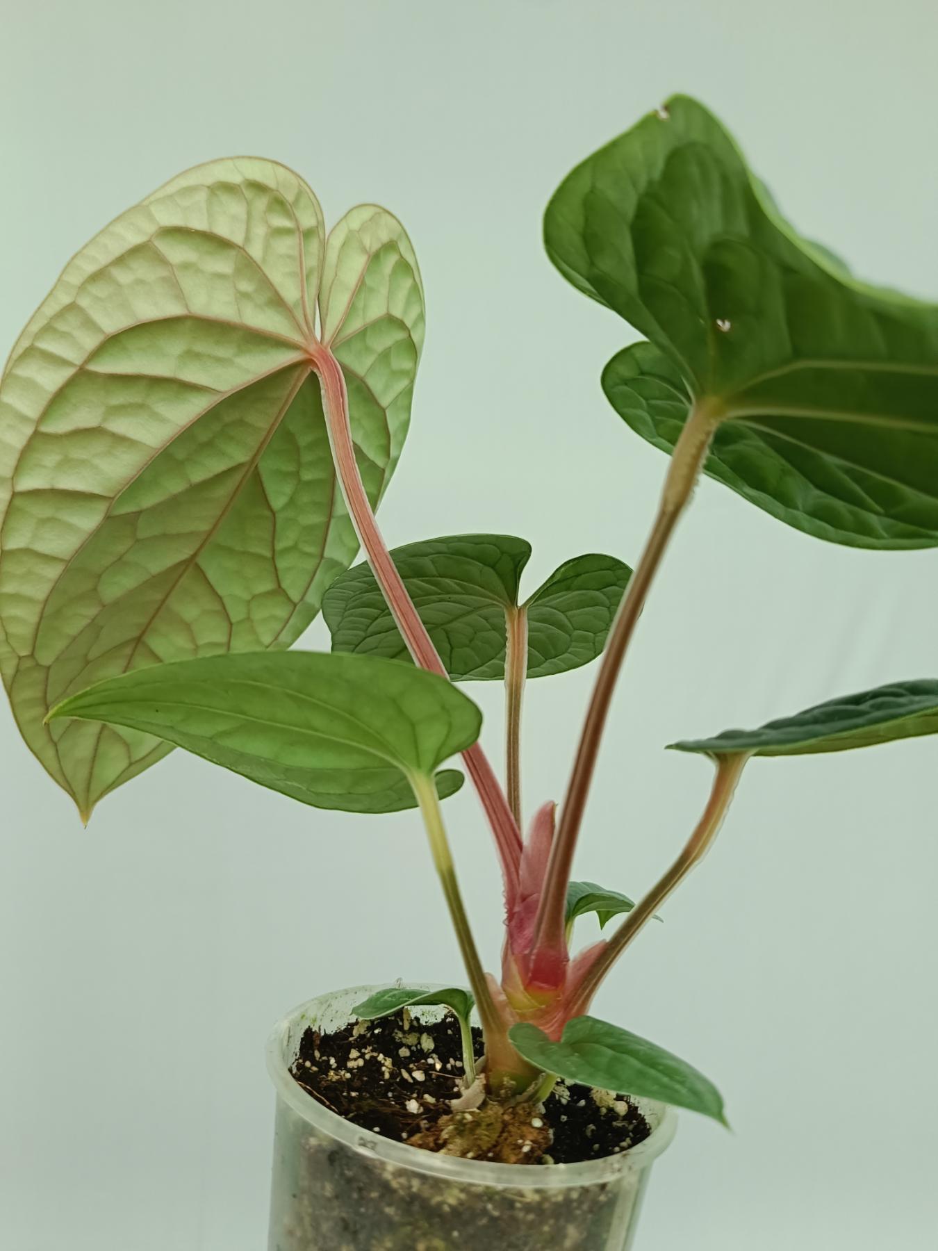 anthurium luxurians price Anthurium Luxurians