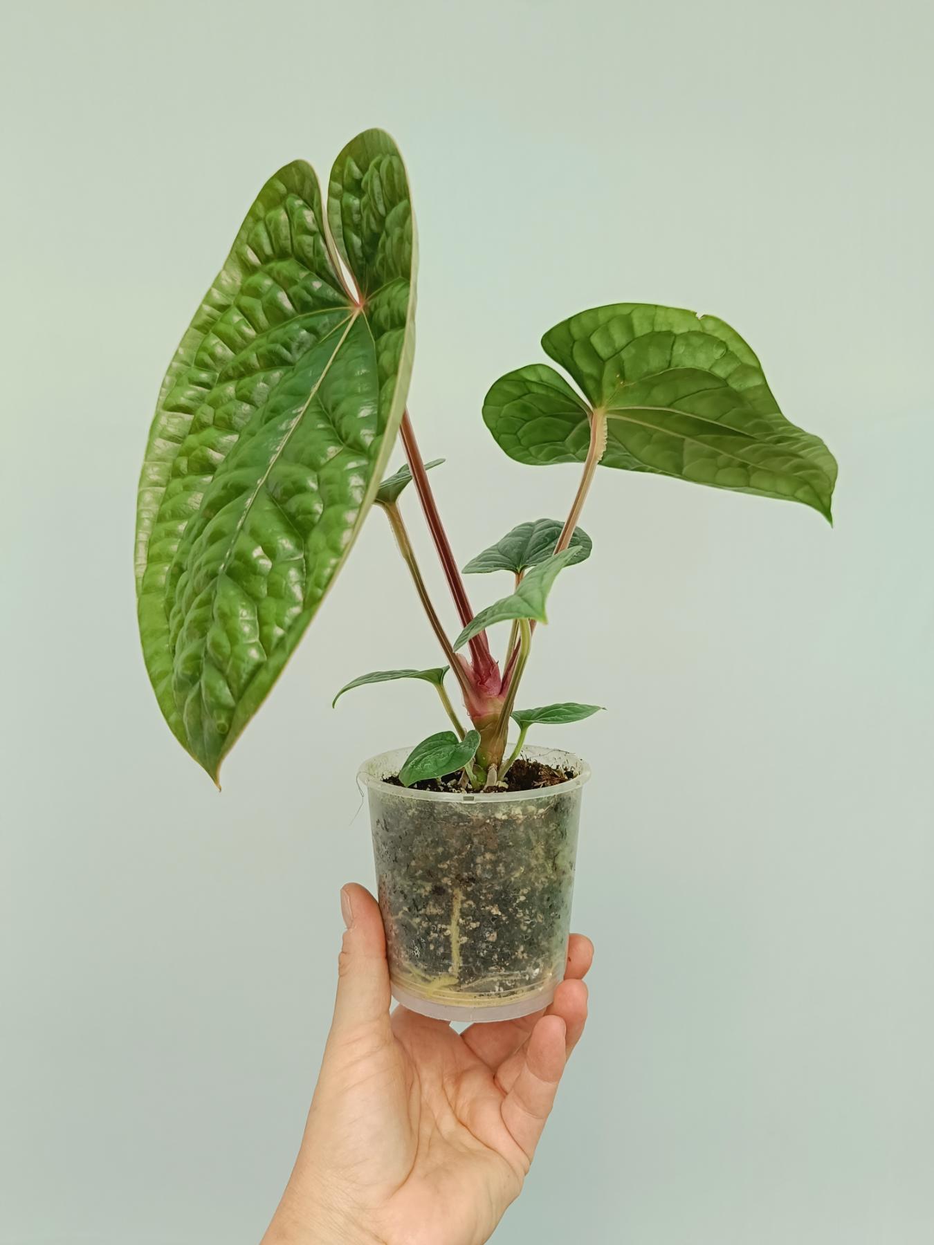 anthurium luxurians petiole Anthurium Luxurians
