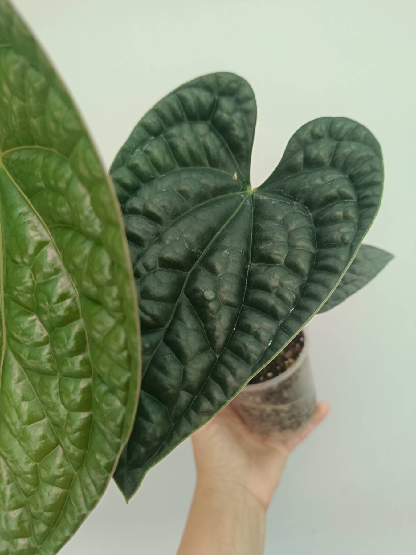 Anthurium Luxurians | Welovetropicalplants