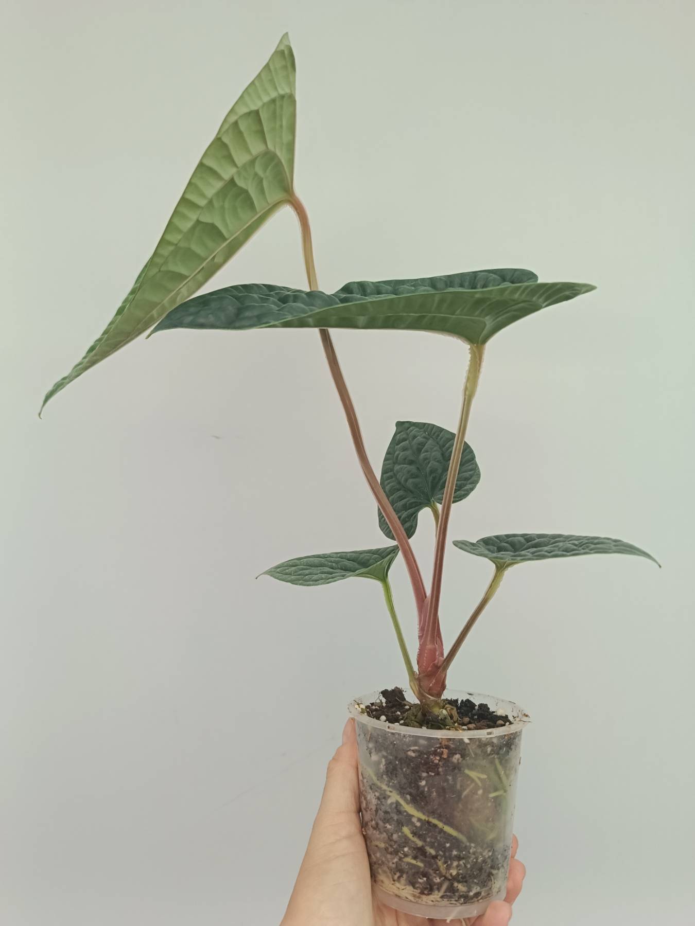 その他観葉植物 Anthurium luxurians Anthurium luxurians - seed - Onszaden