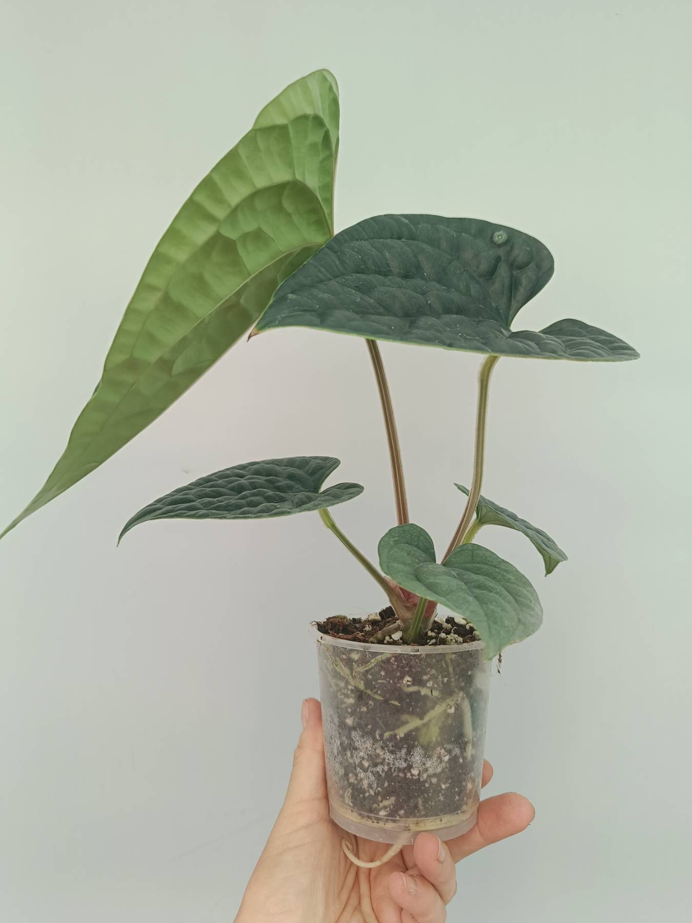anthurium luxurians humidity Anthurium Luxurians