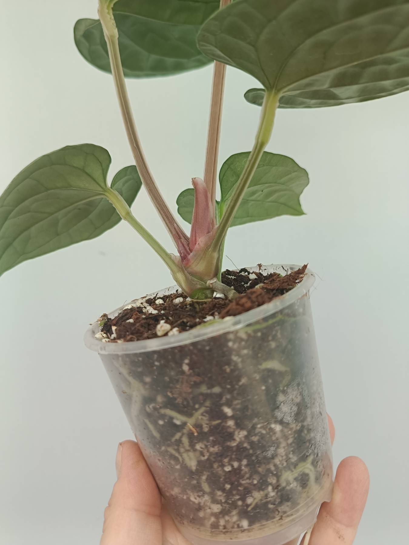 anthurium luxurians humidity Anthurium Luxurians