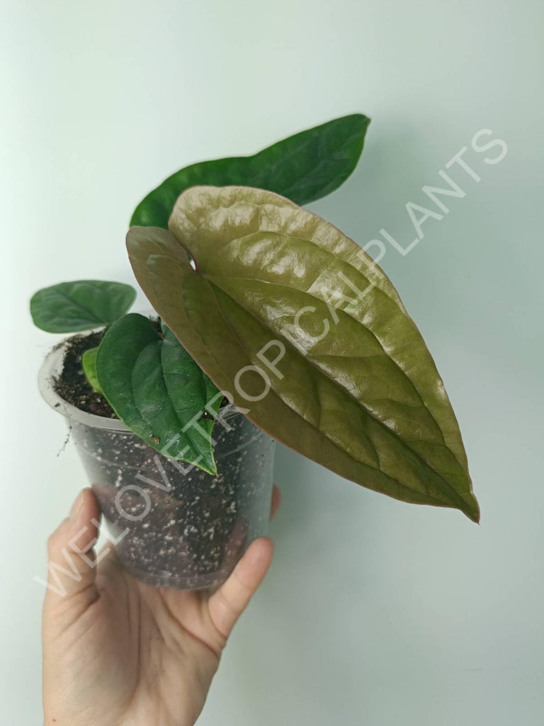 Anthurium luxurians x radicans