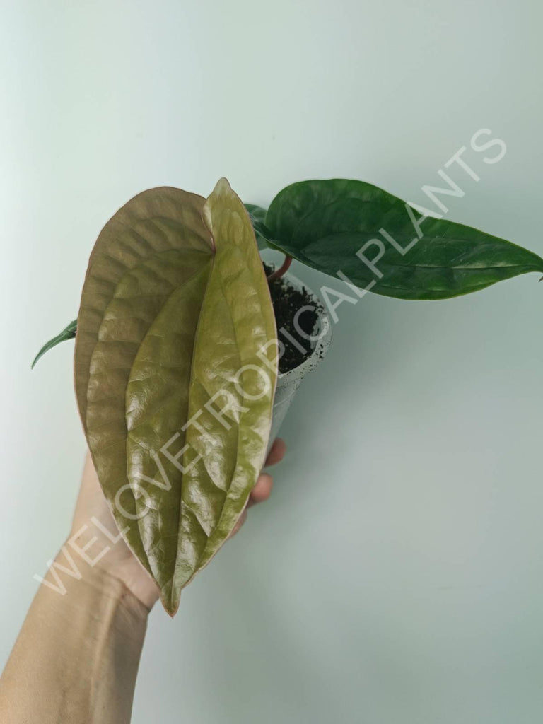 Anthurium luxurians x radicans