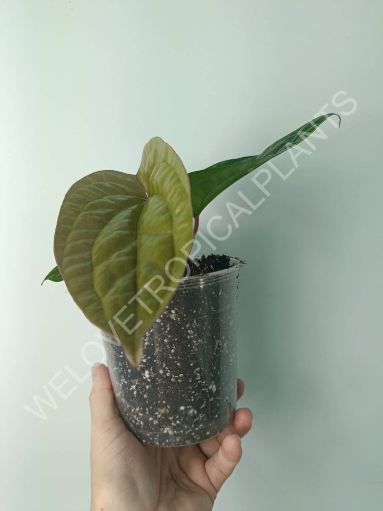 Anthurium luxurians x radicans