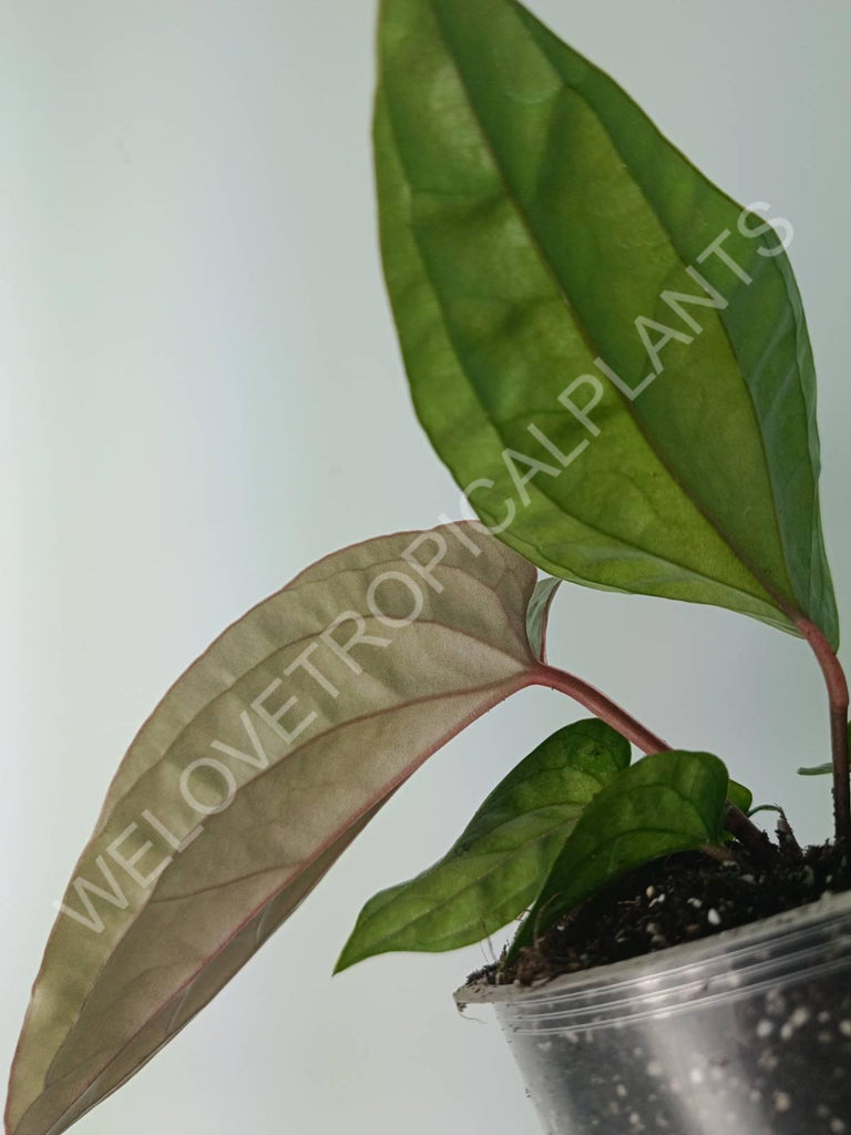 Anthurium luxurians x radicans