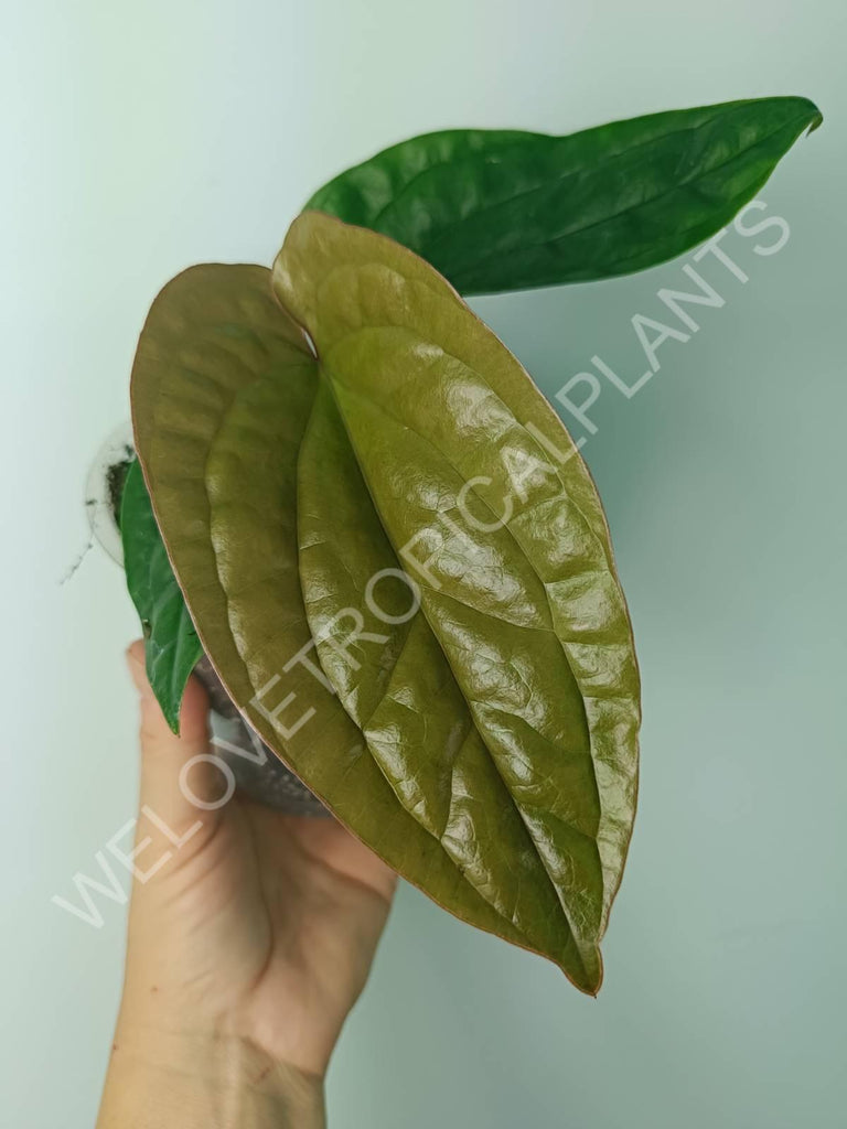 Anthurium luxurians x radicans