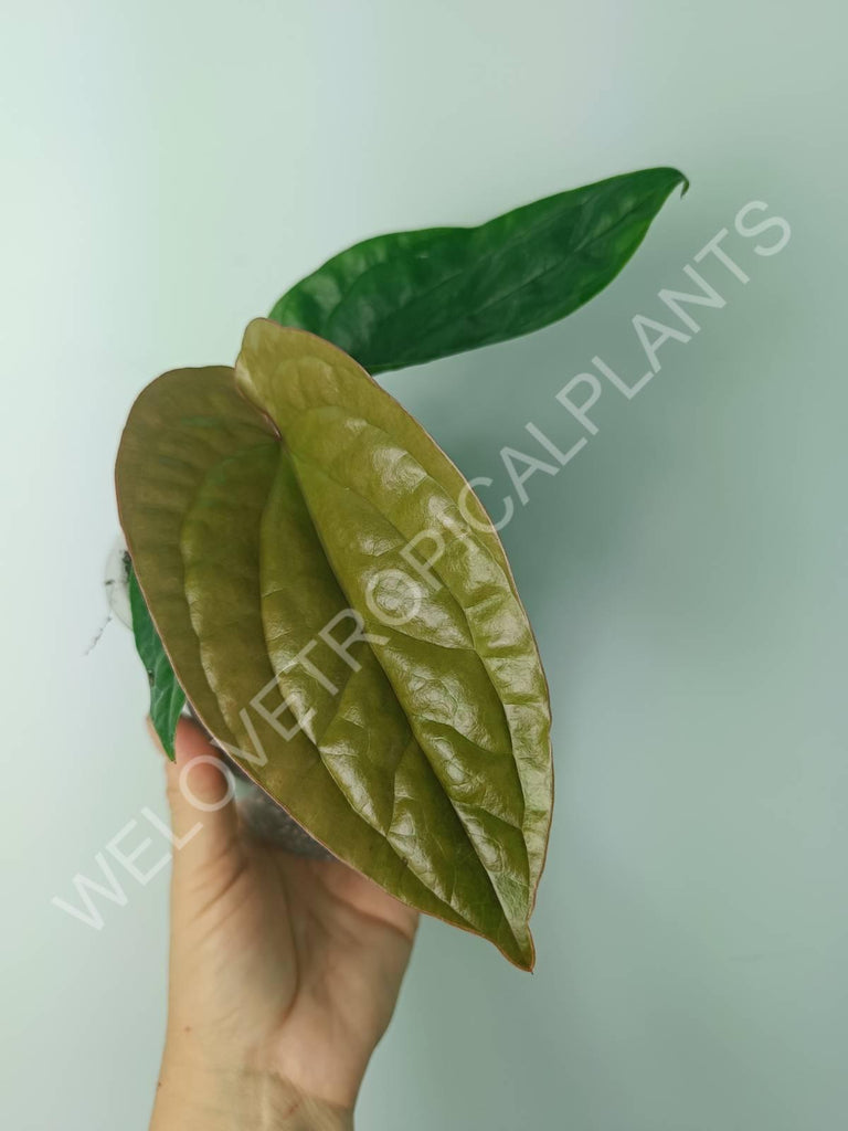 Anthurium luxurians x radicans