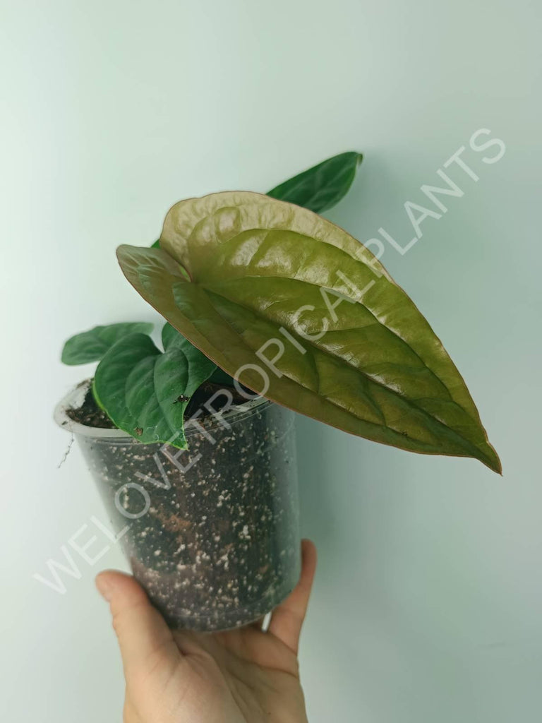 Anthurium luxurians x radicans