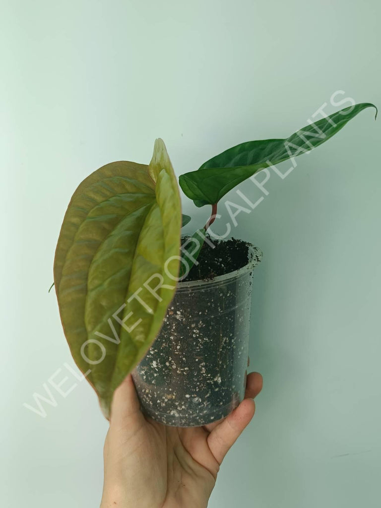 Anthurium luxurians x radicans