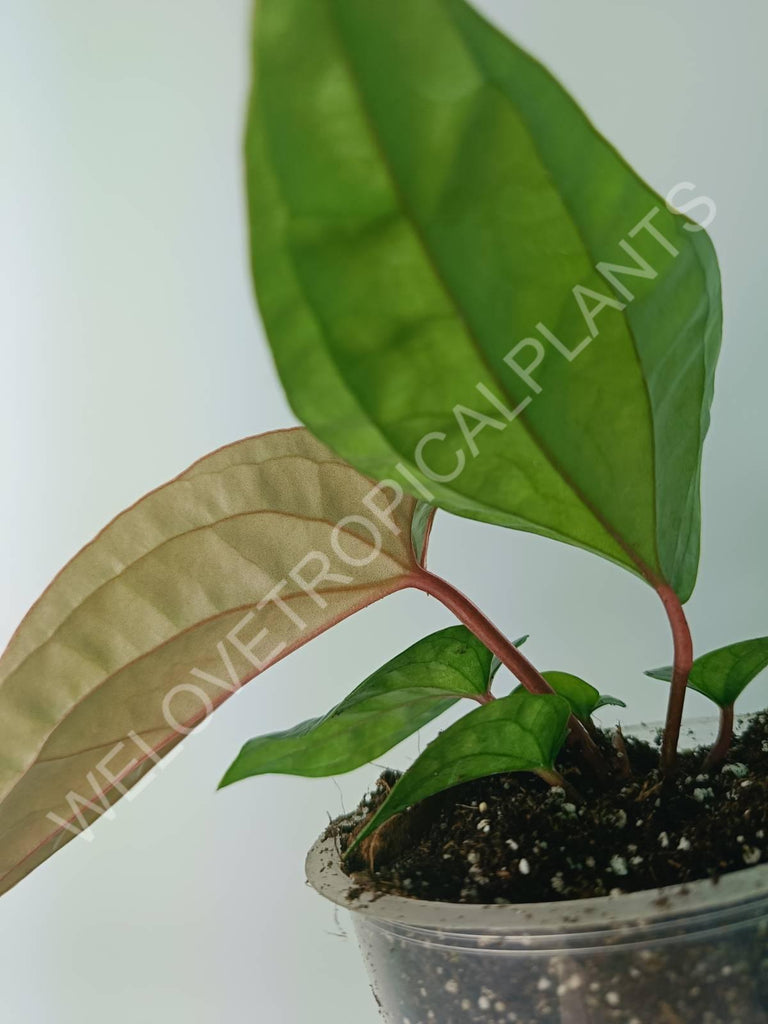 Anthurium luxurians x radicans