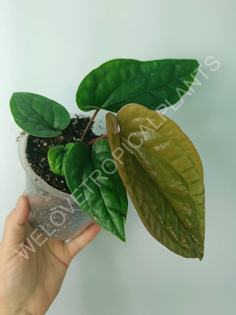 Anthurium luxurians x radicans