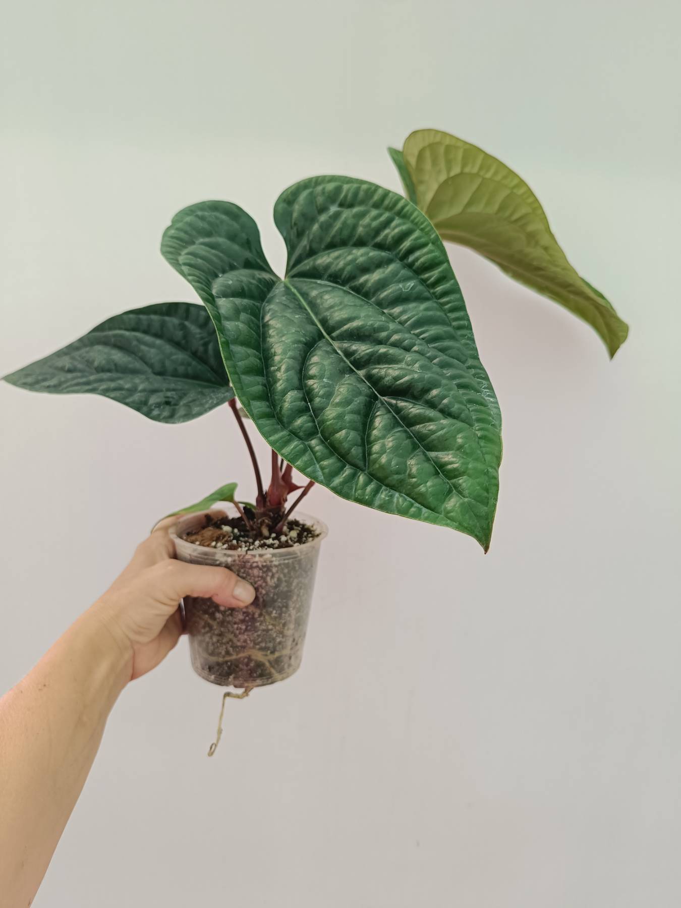 anthurium radicans vs luxurians Anthurium Luxurians x Radicans