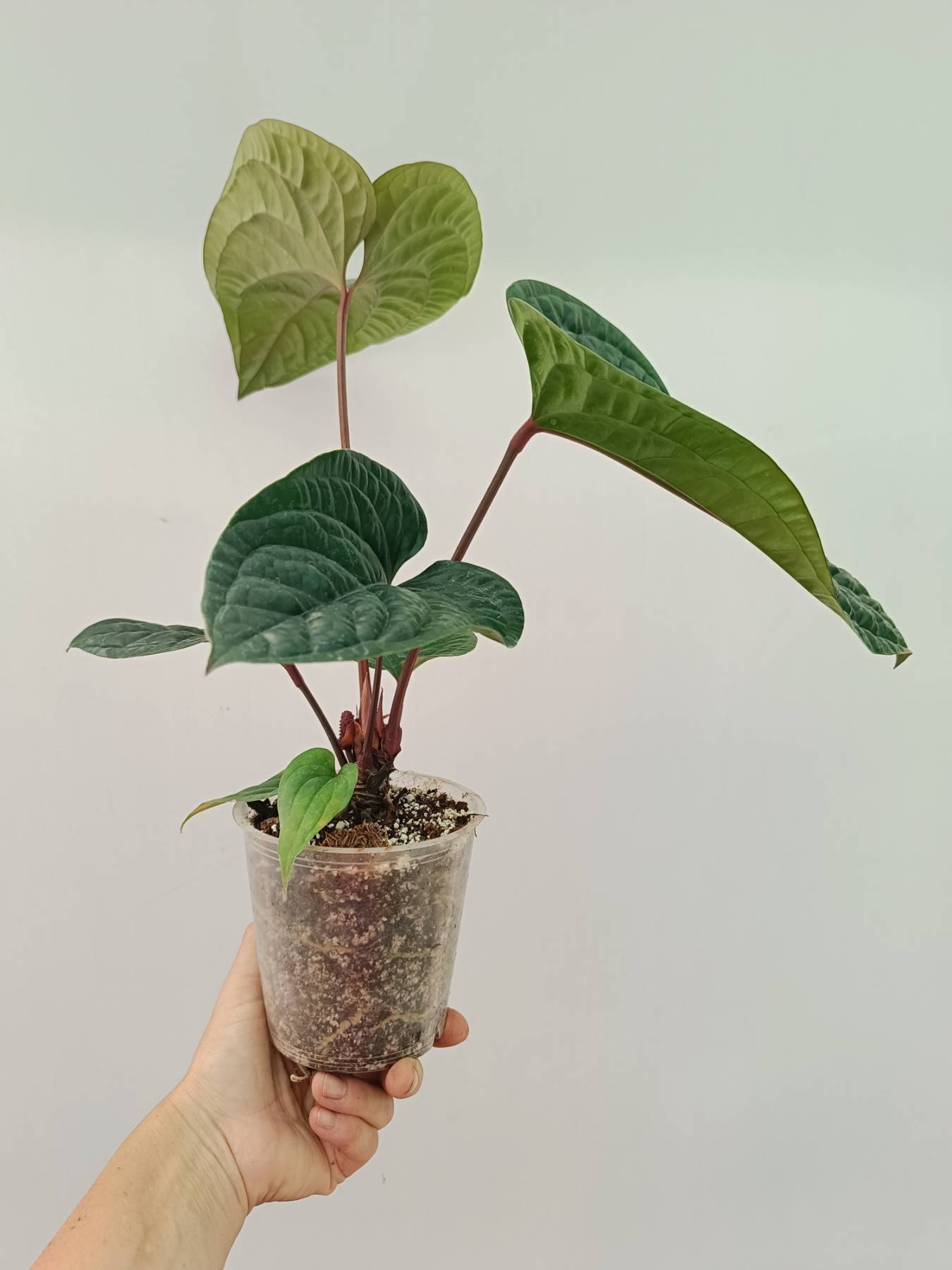 anthurium luxurians petiole Anthurium Luxurians x Radicans