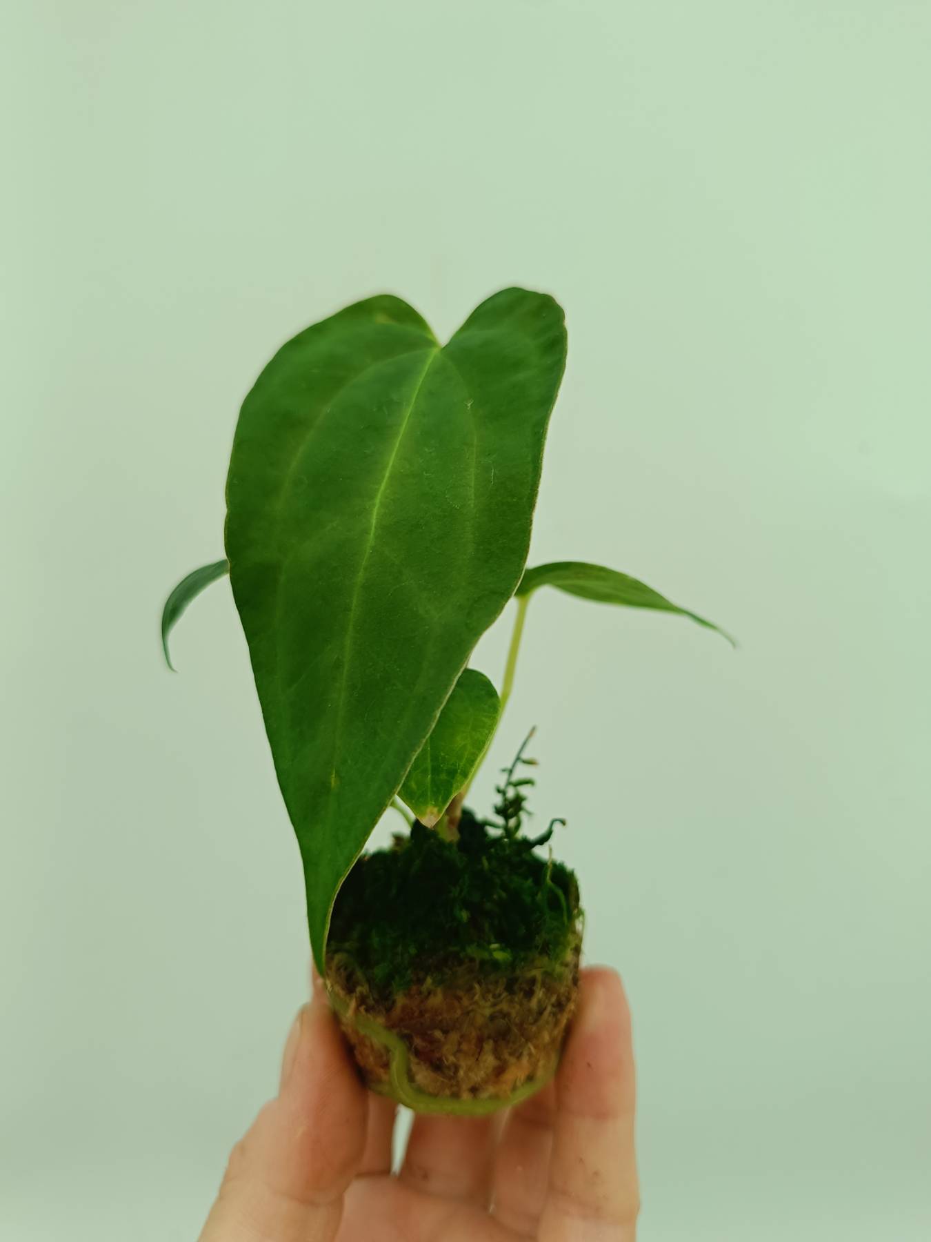 small anthurium Anthurium Papillilaminum (young plant)