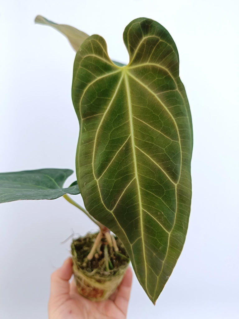 Anthurium papillilaminum x regale