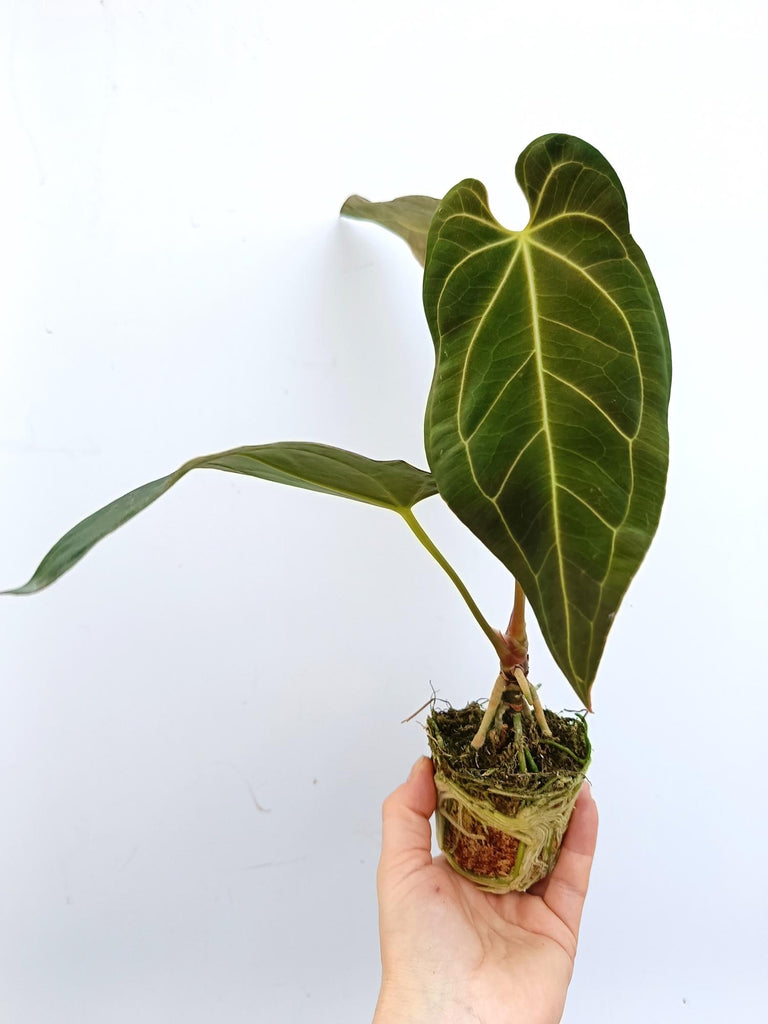 Anthurium papillilaminum x regale