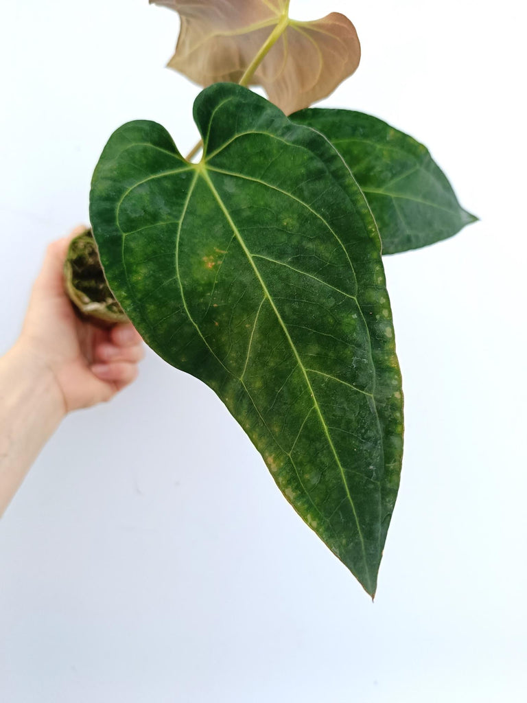 Anthurium papillilaminum x regale