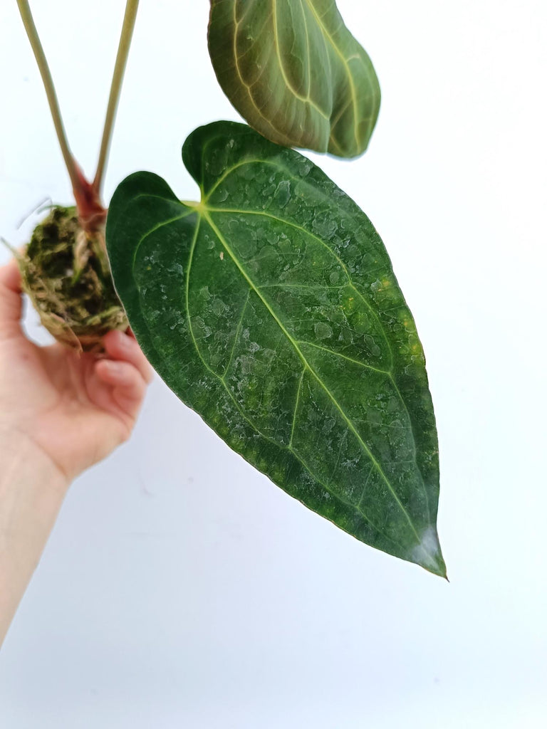 Anthurium papillilaminum x regale