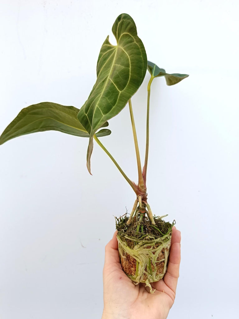 Anthurium papillilaminum x regale