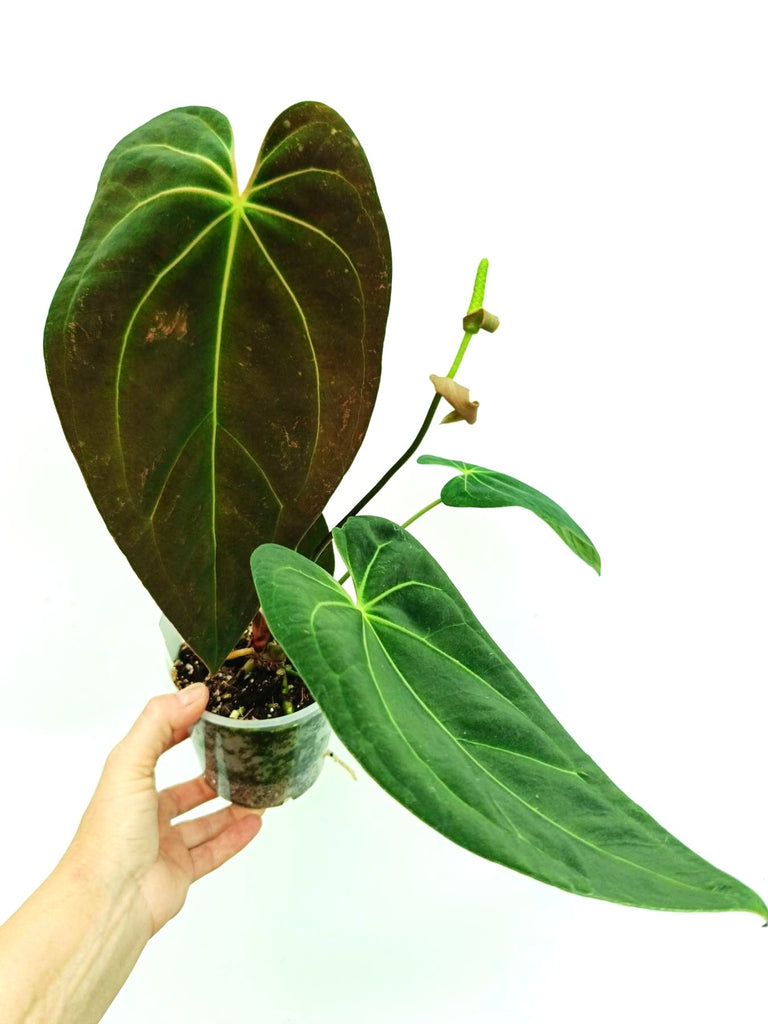 Anthurium papillilaminum x magnificum
