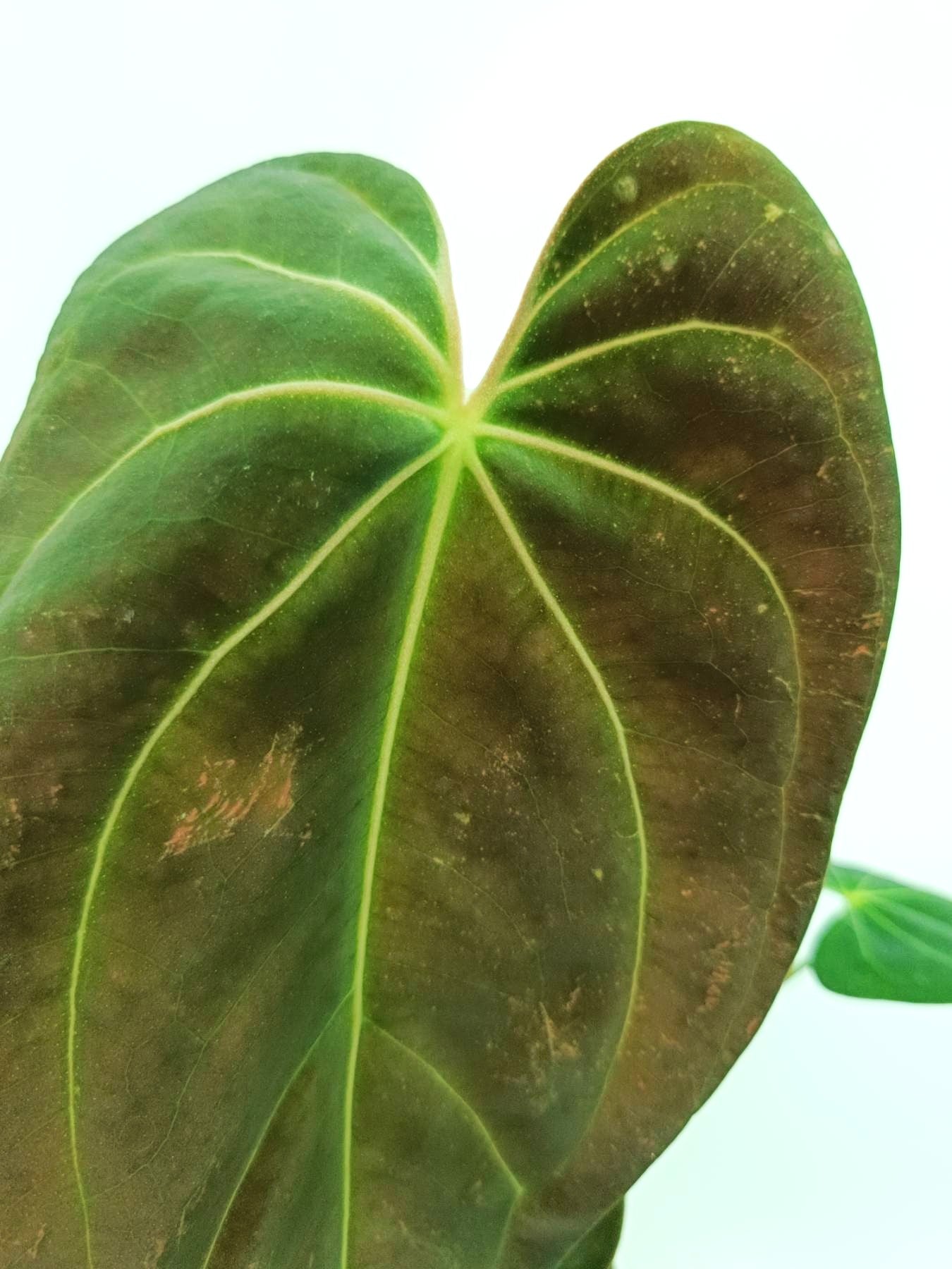 Anthurium Papillilaminum x Magnificum | Welovetropicalplants