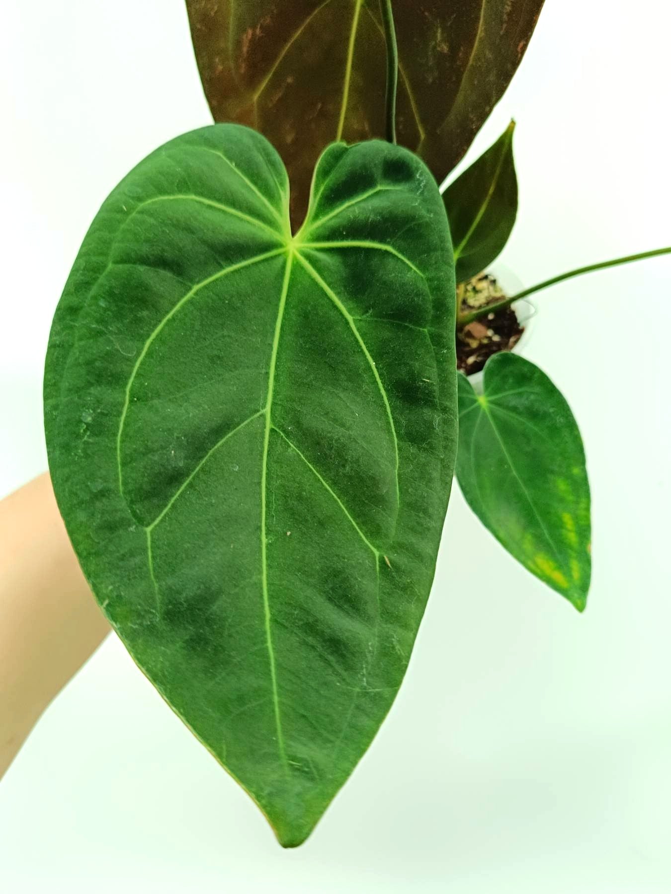 Anthurium Papillilaminum x Magnificum | Welovetropicalplants