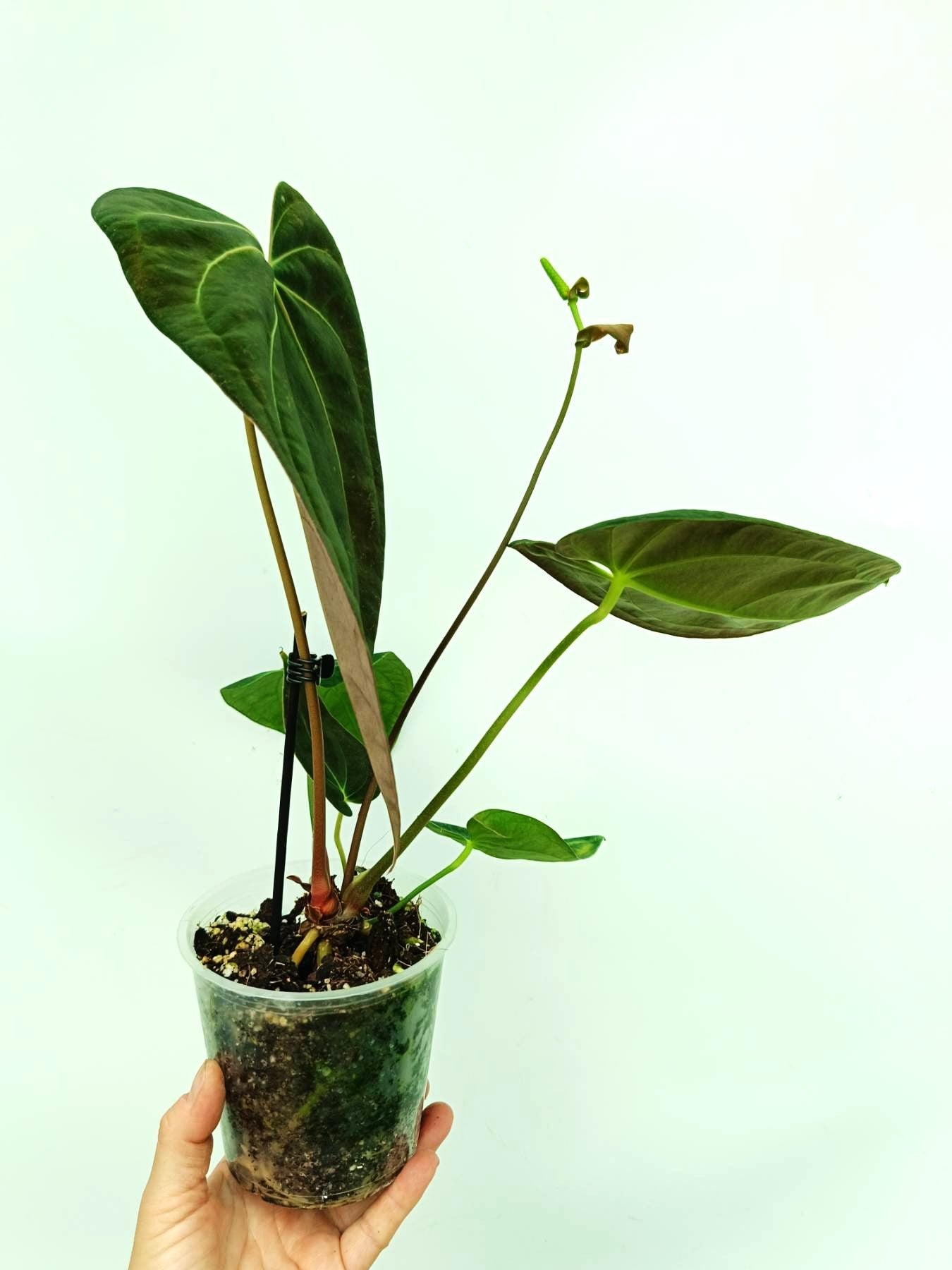 Anthurium Papillilaminum x Magnificum | Welovetropicalplants