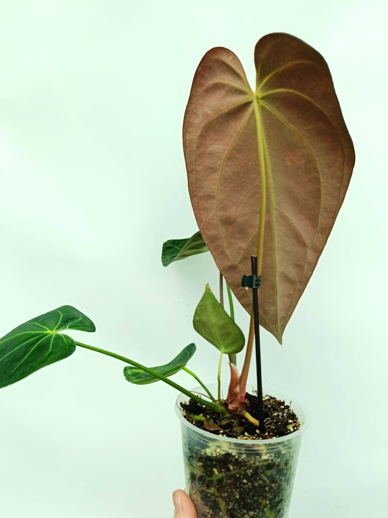 Anthurium Papillilaminum x Magnificum | Welovetropicalplants