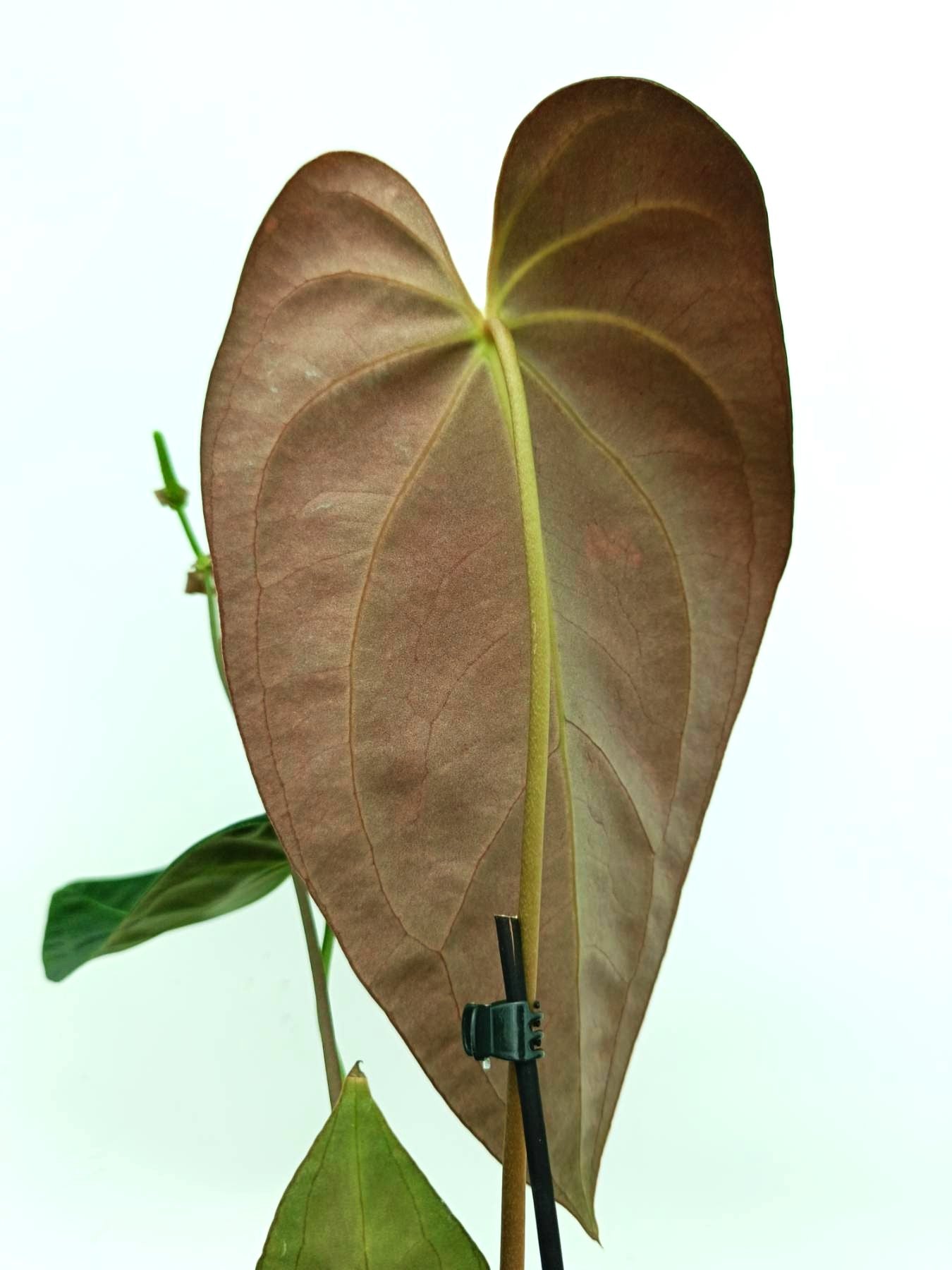 その他観葉植物 Anthurium Papi x Magnificum Introducing Anthurium papillilaminum x magnificum var, we're only