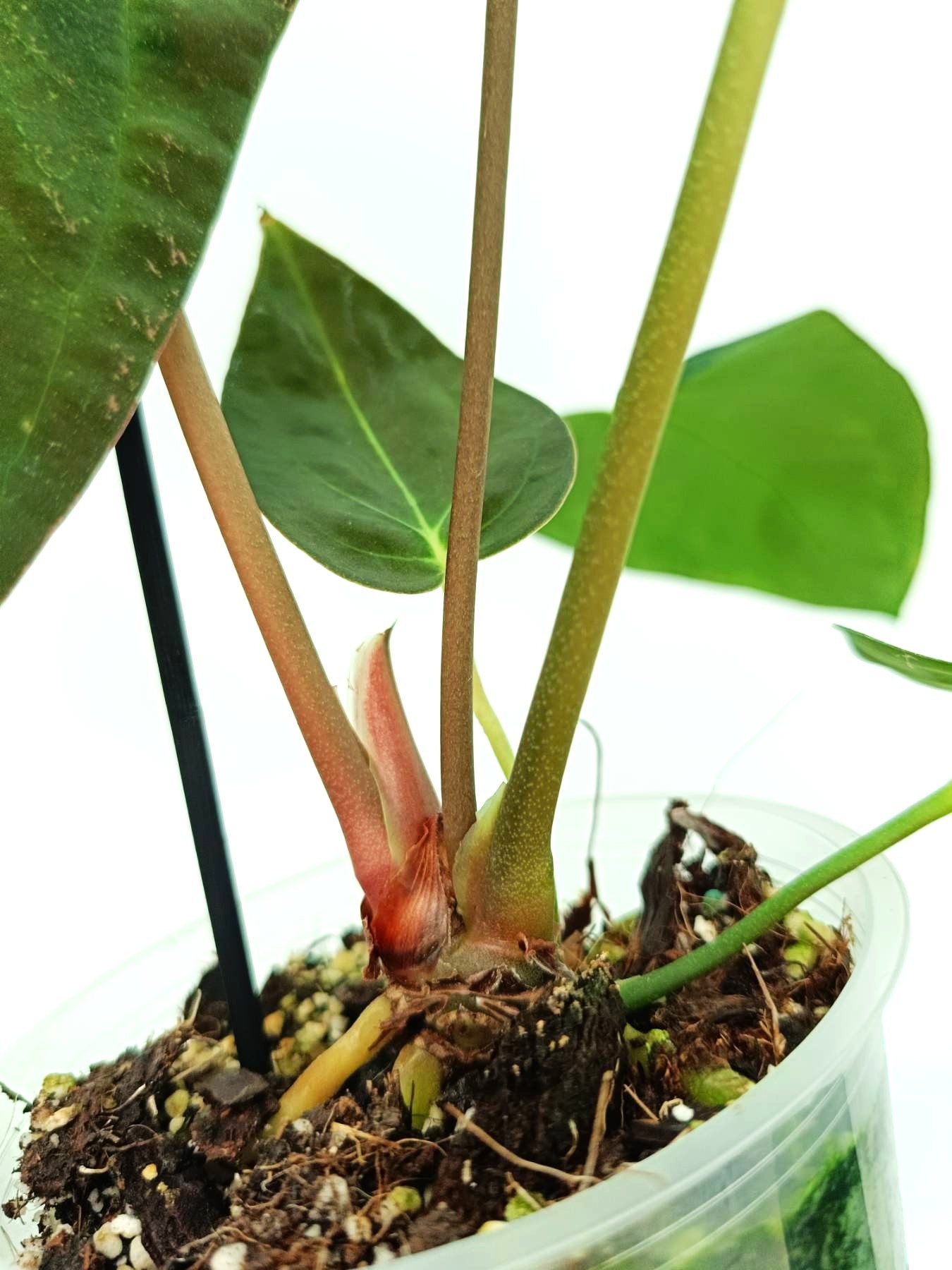 Anthurium Papillilaminum x Magnificum | Welovetropicalplants