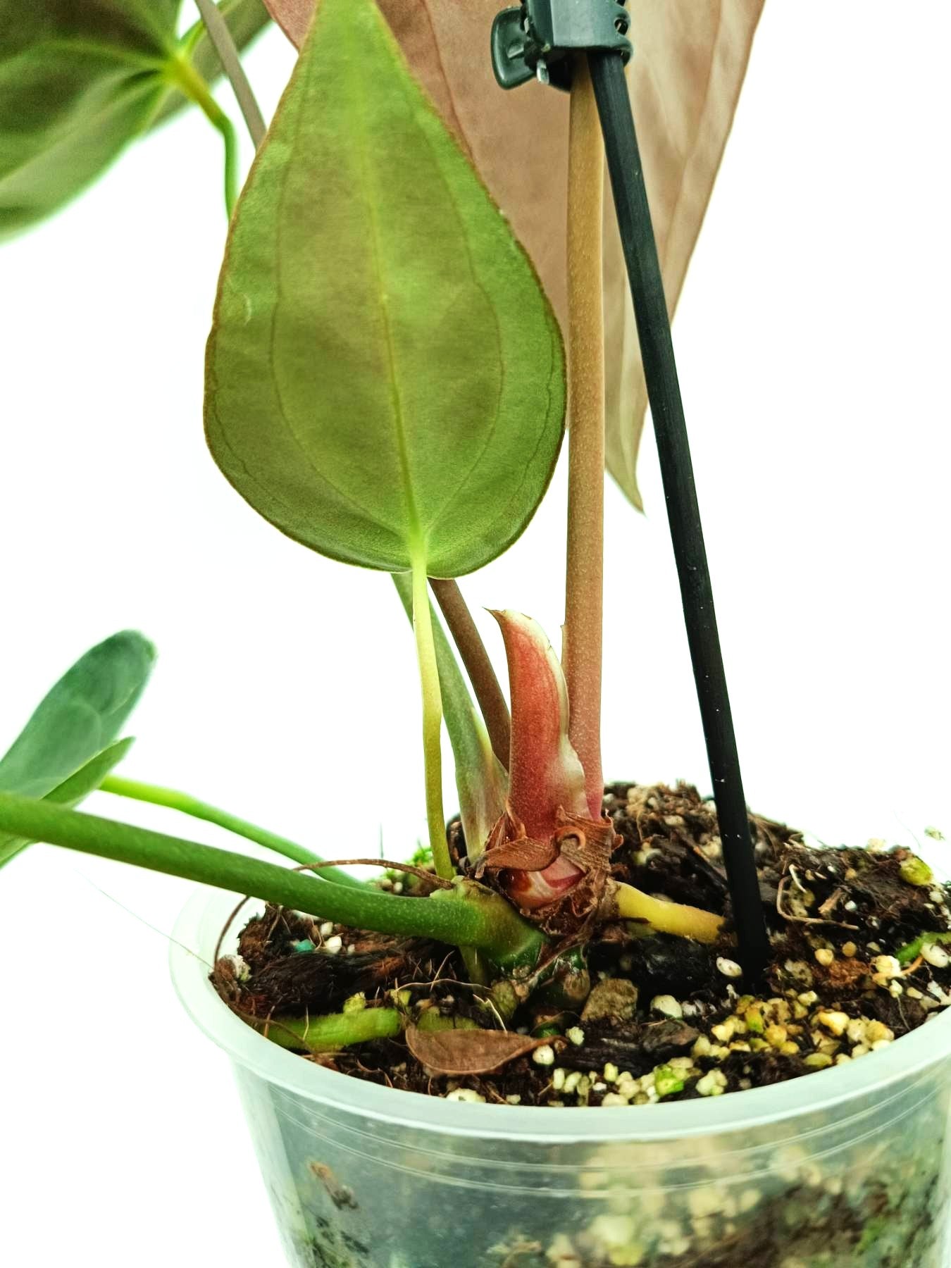 anthurium papillilaminum red stem Anthurium Papillilaminum x Magnificum
