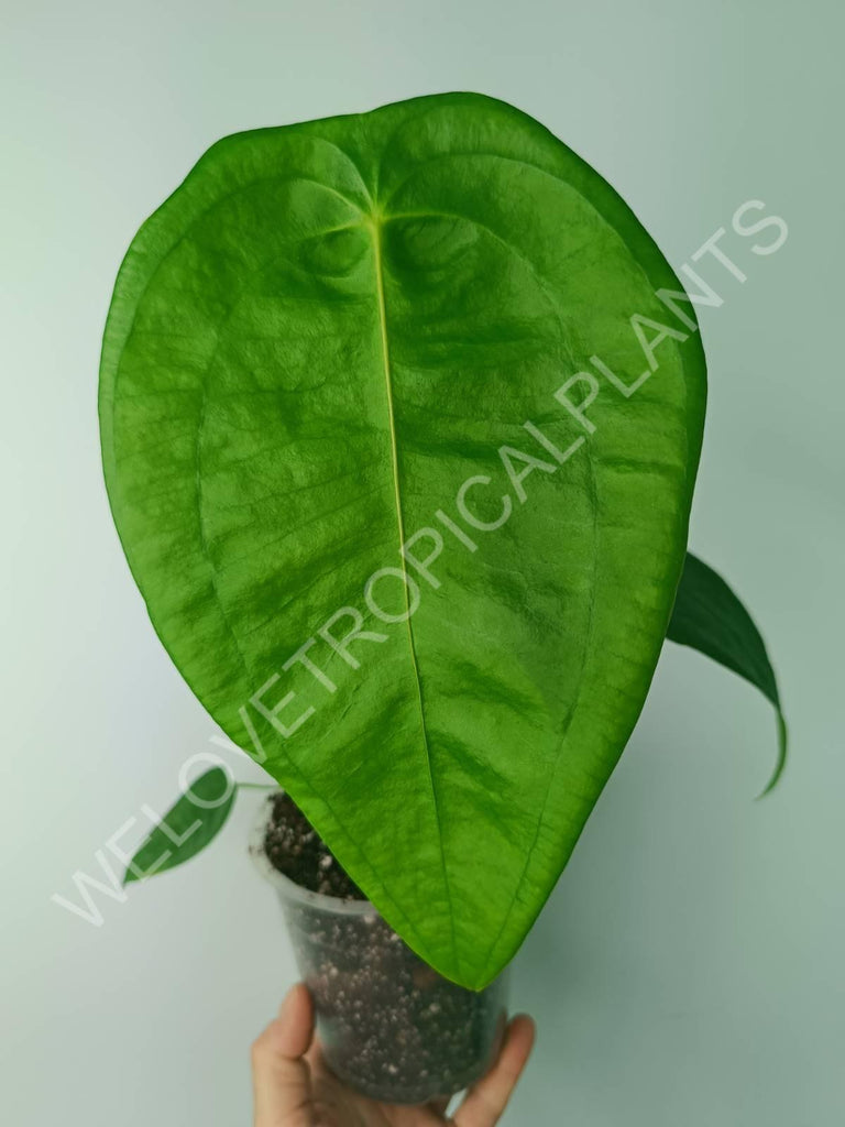 Anthurium peltigerum