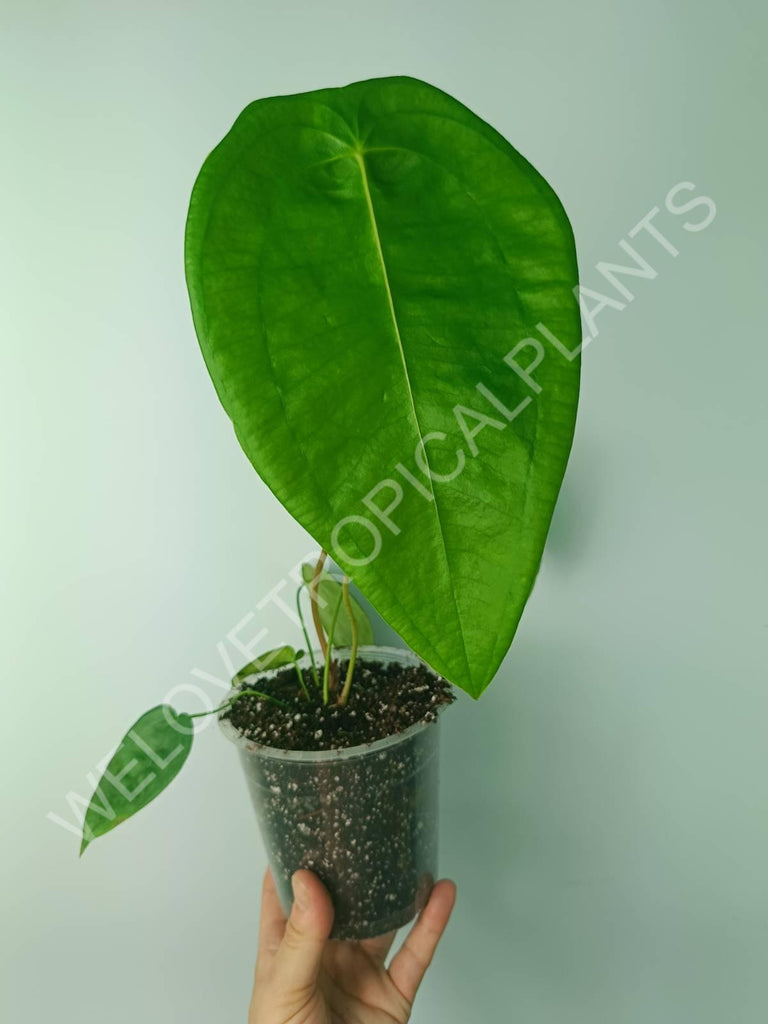 Anthurium peltigerum