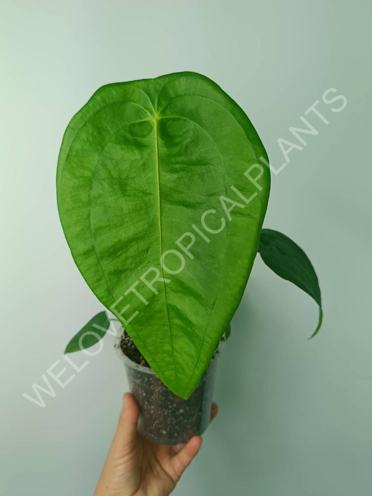 Anthurium peltigerum