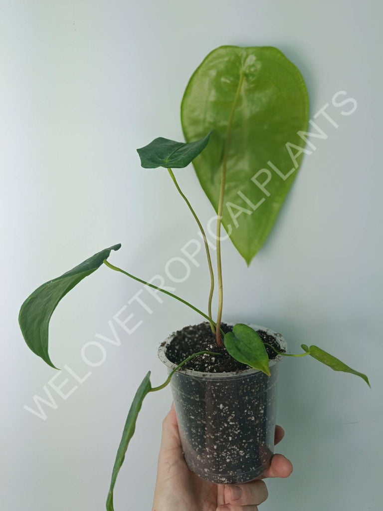 Anthurium peltigerum