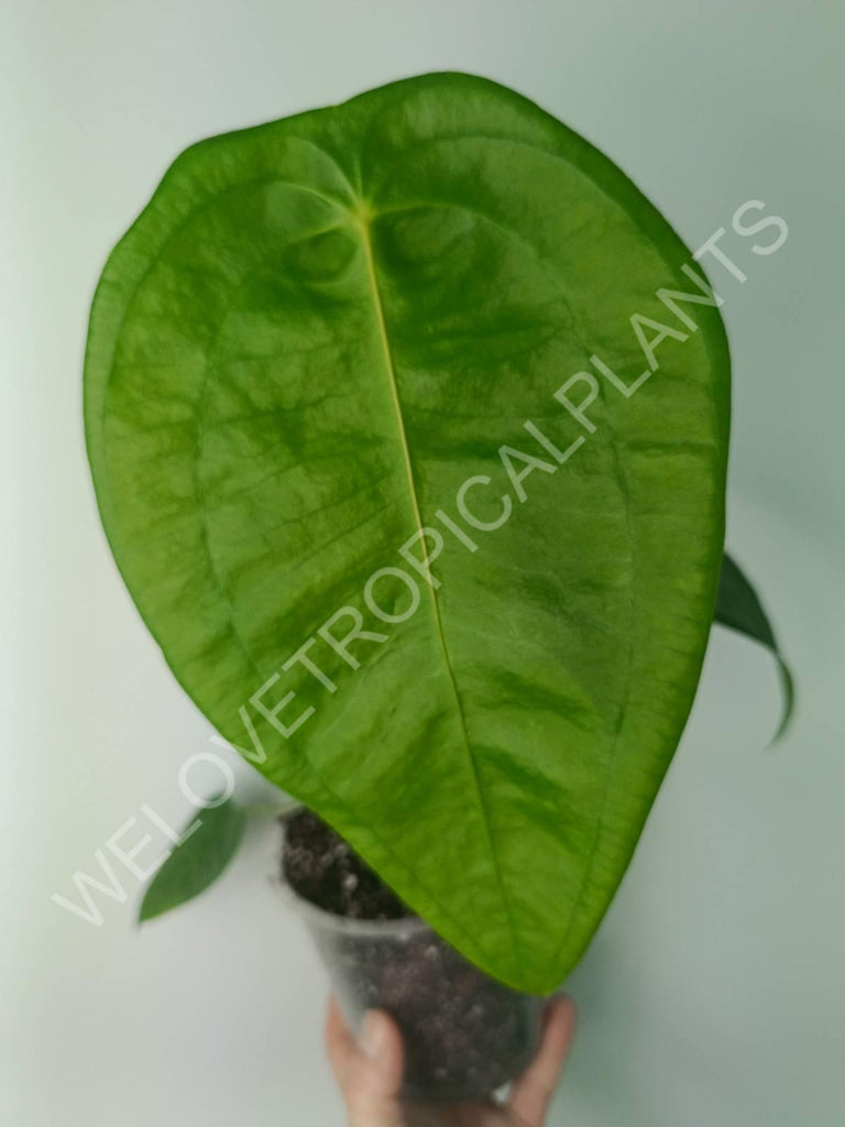 Anthurium peltigerum