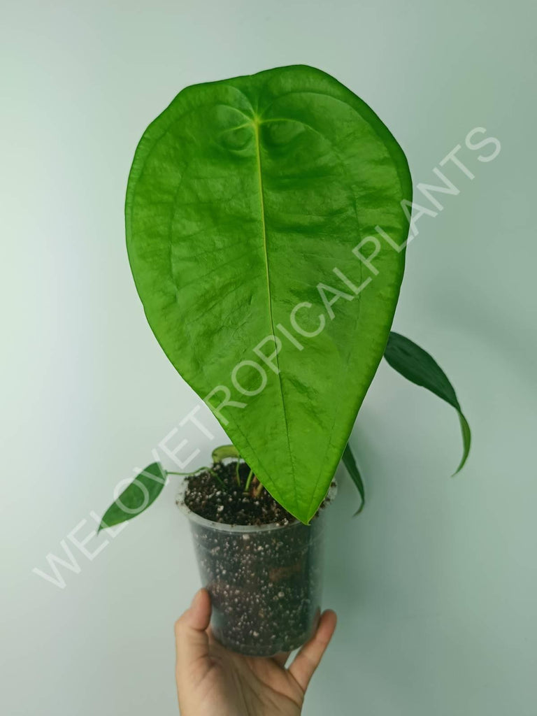 Anthurium peltigerum