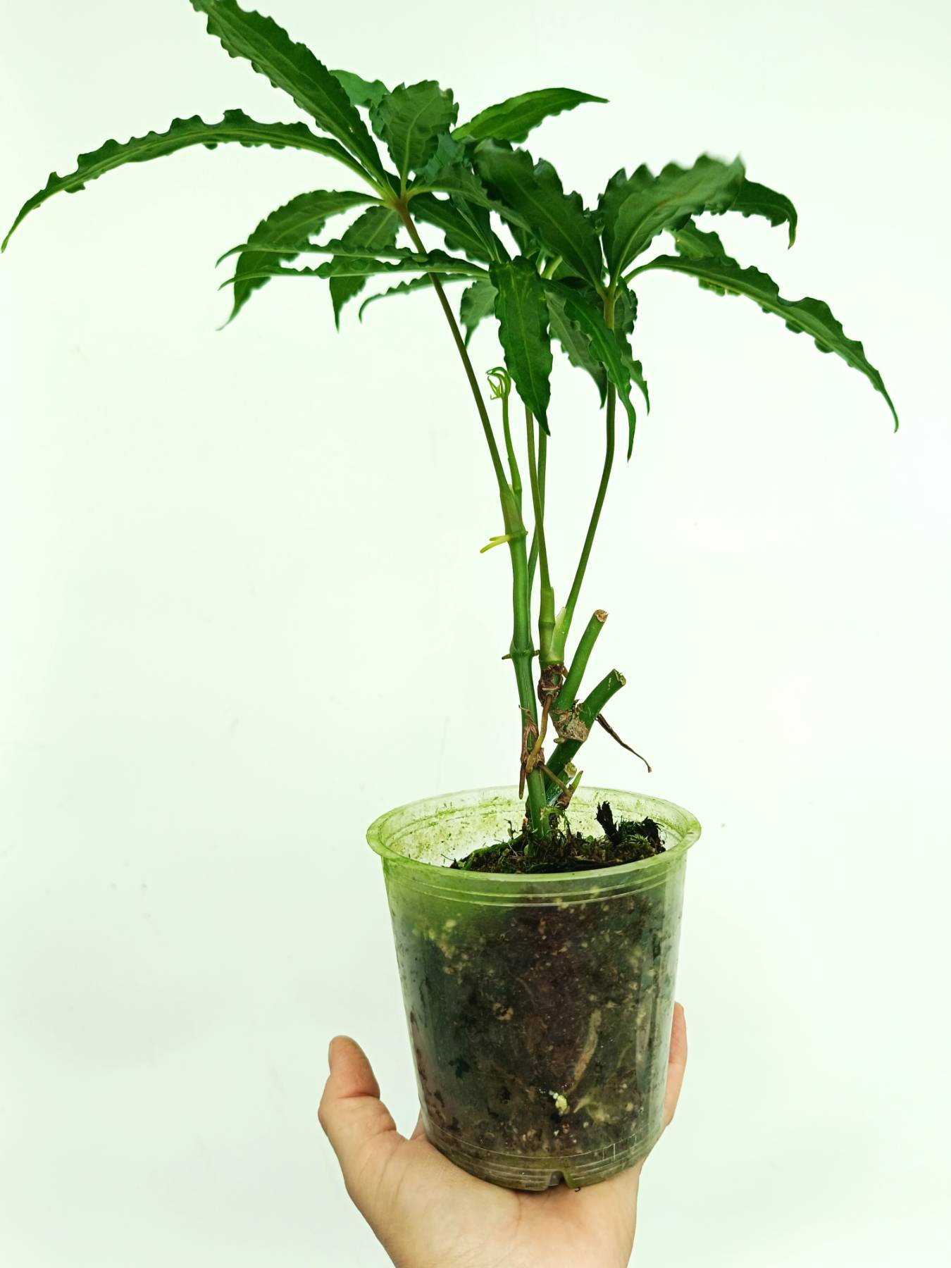 anthurium polyschistum for sale Anthurium polyschistum