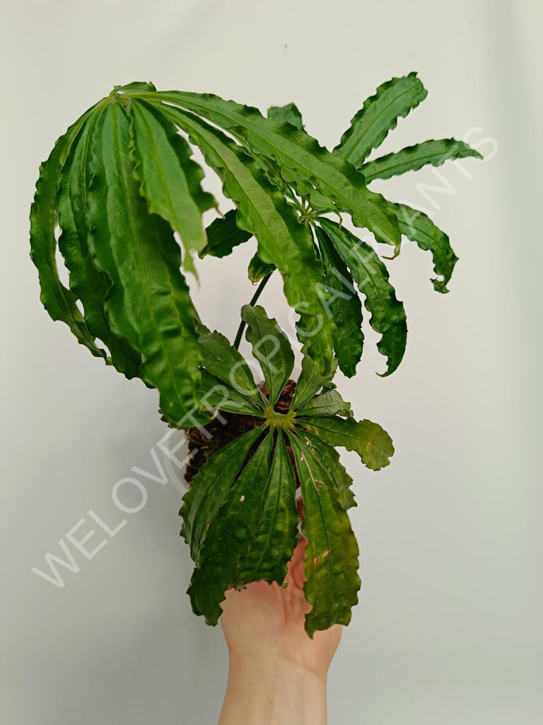 Anthurium polyschistum