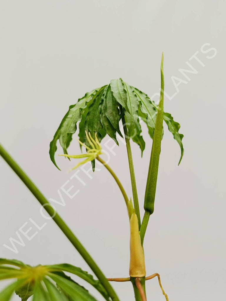 Anthurium polyschistum