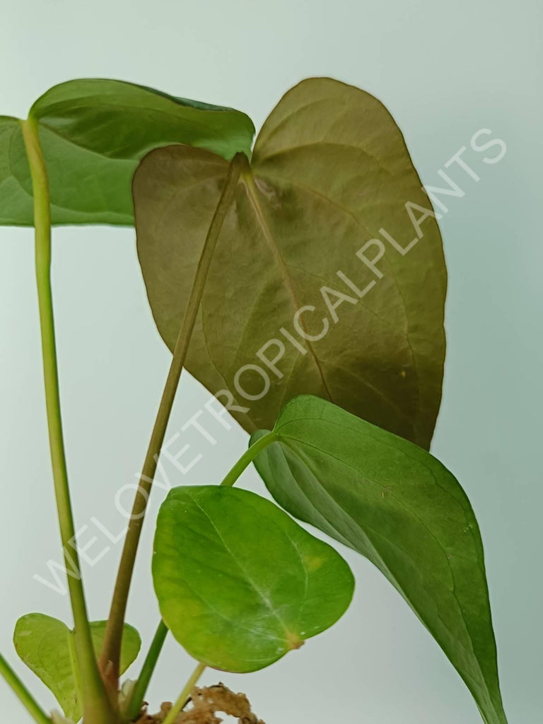 Anthurium Queen of Heart