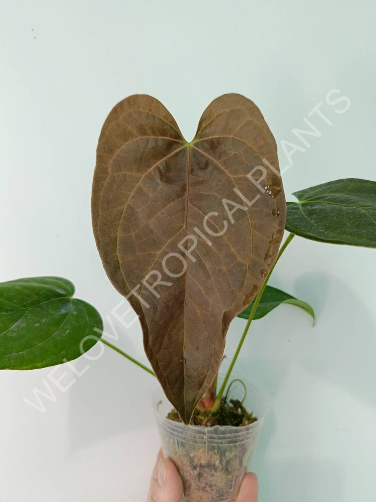 Anthurium Queen of Heart