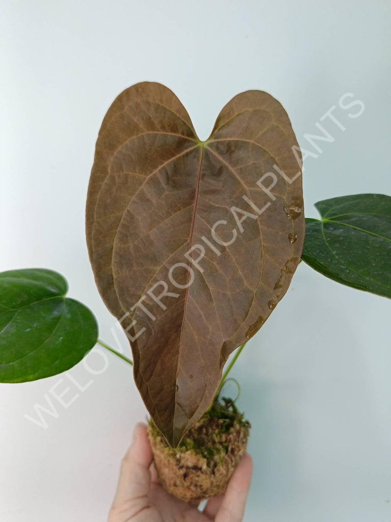 Anthurium Queen of Heart