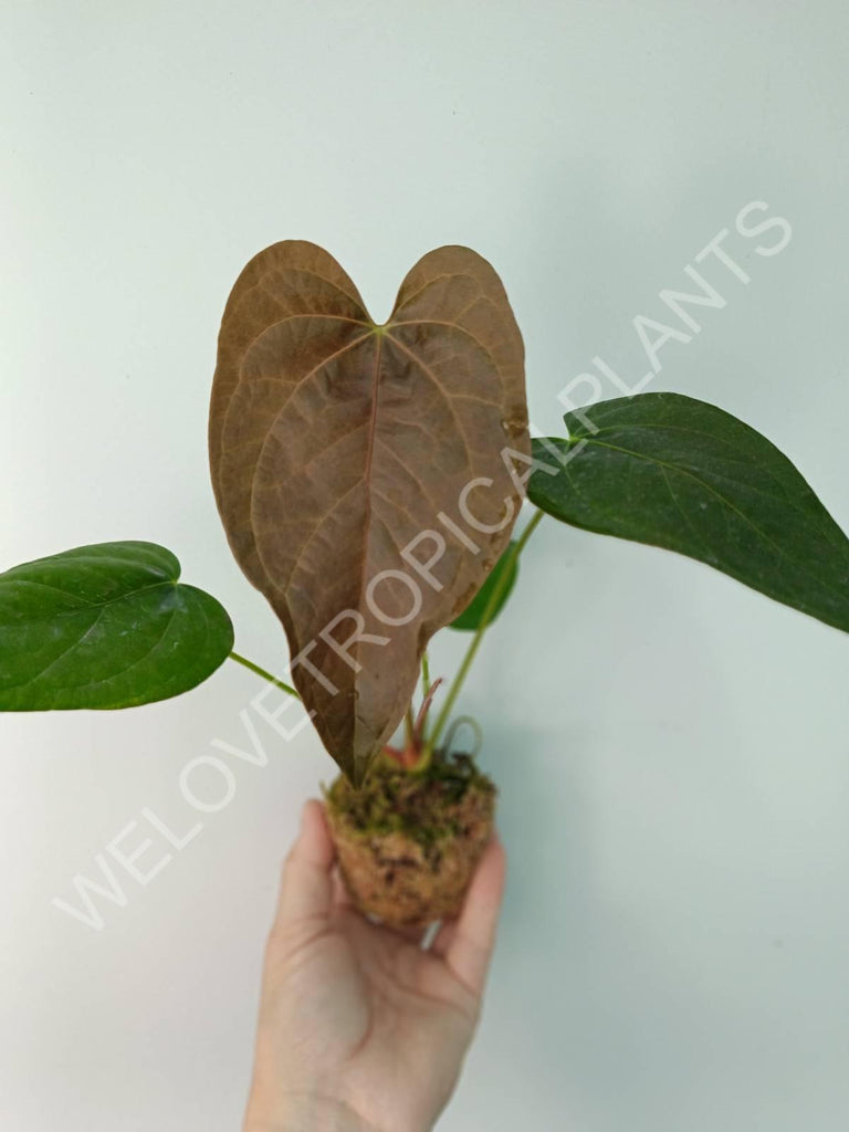 Anthurium Queen of Heart